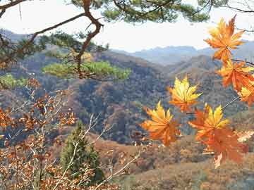 勿忘草种植全攻略，方法、时间及注意事项