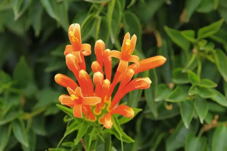 花界